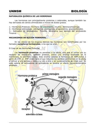 UNMSM BIOLOGÍA
NATURALEZA QUÍMICA DE LAS HORMONAS
Las hormonas son principalmente proteinas o esteroides, aunque también las
hay derivadas de ciertos aminoácidos e incluso de ácidos grasos.
1.- Hormonas Proteicas: Hormona del crecimiento, insulina. Adrenocorticotropa.
2.- Hormonas esteroideas: estrógenos, andrógenos, progesterona, glucocorticoides.
3.- Derivados de aminoácidos: Tiroxina, adrenalina que derivan del aminoácido
Tirosina.
MECANISMOS DE ACCIÓN HORMONAL
En las células de los órganos blancos las hormonas son identificadas por los
llamados receptores hormonales, a los que se unen.
El Caso de las Hormonas Proteicas
Las hormonas proteicas no penetran a la célula, sino que al unirse con su
receptor de membrana, también proteico, activa una enzima localizada en la
membrana, la adenilato-ciclasa. Esta enzima cataliza la formación de AMP-ciclico a
partir de ATP; el AMP cíclico sería el que induciría los cambios pertinentes en la célula
al activar a una quinasa y ésta a su vez a otra y así sucesivamente de modo que de
esta cadena de activadores de activadores se tendría un efecto convenientemente
ampliado.
 