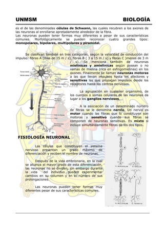 UNMSM BIOLOGÍA
es el de las denominadas células de Schwann, las cuales recubren a los axones de
las neuronas al enrollarse apretadamente alrededor de la fibra.
Las neuronas pueden tener formas muy diferentes a pesar de sus características
comunes. Morfológicamente se pueden reconocer cuatro grandes tipos:
monopolares, bipolares, multipolares y piramidal.
Se clasifican también en tres categorías, según la velocidad de conducción del
impulso: fibras A (más de 15 m / s), fibras B ( 3 a 15 m / s) y fibras C )menos de 3 m
/ s). Se menciona también de neuronas
mielínicas y amielínicas según posean o no
vainas de mielina (rica en esfingomielinas) en los
axones. Finalmente se llaman neuronas motoras
a las que llevan impulsos hasta los efectores y
sensitivas las que propagan impulsos desde los
receptores hasta los centros nerviosos.
La agrupación en cualquier organismo, de
los cuerpos o somas celulares de las neuronas da
lugar a los ganglios nerviosos.
A la asociación de un determinado número
de fibras se le denomina nervio. Un nervio es
motor cuando las fibras que lo constituyen son
motoras y sensitivo cuando sus fibras se
componen de neuronas sensitivas. Es mixto si
incluye simultáneamente fibras de los dos tipos.
FISIOLOGÍA NEURONAL
Las células que constituyen el sistema
nervioso presentan un grado máximo de
diferenciación y reciben el nombre de neuronas.
Después de la vida embrionaria, en la cual
se alcanza el mayor grado de esta diferenciación,
las neuronas no se dividen, sin embargo durante
la vida del individuo pueden experimentar
cambios en su volumen y en el número de sus
prolongaciones.
Las neuronas pueden tener formas muy
diferentes pesar de sus características comunes.
 