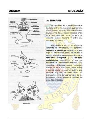 UNMSM BIOLOGÍA
LA SINAPSIS
Se denomina así la zona de contacto
funcional entre dos neuronas que permite
que el impulso nervioso se traslade de una
célula a otra. Puede existir sinapsis entre
entre dos neuronas, entre un receptor
sensorial y una neurona y entre una
neurona y un efector.
Atendiendo al sentido en el que se
transmite la información, se denomina
neurona presináptica aquella a la que
llega la información antes de cruzar el
puente sináptico denominado brecha o
hendidura sináptica y la neurona
postsináptica aquella a la que va
destinada la información nerviosa. Los
contactos sinápticos entre neuronas
pueden ser entre dos axones, entre axón y
el cuerpo celular o entre un axón y una
dendrita. Algunas neuronas como las
piramidales de la corteza cerebral de los
mamíferos pueden presentar millares de
contactos sinápticos.
 