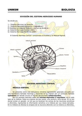 UNMSM BIOLOGÍA
DIVISIÓN DEL SISTEMA NERVIOSO HUMANO
Se divide en:
1.- Sistema Nervioso de Relación
2.- Sistema Nervioso Autónomo o vegetativo.
El Sistema nervioso de Relación a su vez se divide en :
a) Sistema Nervioso Central (SNC)
b) Sistema Nervioso Periférico (SNP)
El Sistema Nervioso Central comprende el Encéfalo y la Médula Espinal.
SISTEMA NERVIOSO CENTRAL
MÉDULA ESPINAL
Se presenta como una estructura cilindrica ligeramente aplanada envuelto por
una membrana llamada meninge y recorrido en su interior por un conducto llamado
epéndimo por donde circula un líquido denominado cefaloraquídeo.
De sus paredes laterales salen los nervios espinales o raquídeos uno a cada
lado de la médula. Estos se originan de dos raices, una ventral y otra dorsal. En la raiz
dorsal existe un ganglio en los que se localizan los somas de las neuronas sensitivas
o aferentes, ingresando la información sensitiva a la médula por sus raices dorsales.
En la médula se efectúa la sinapsis de la neurona aferente con la motora (o eferente),
 