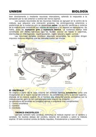 UNMSM BIOLOGÍA
bien directamente o mediante neuronas intercalares, saliendo la respuesta a la
sensación por la raíz anterior o ventral del nervio espinal.
Los cuerpos neuronales de las neuronas motoras se agrupan en le centro de la
médula, que adquiere una coloración grisácea, las prolongaciones anteriores y
posteriores de la sustancia gris se denominan astas. La porción periférica o externa
de la médula está constituída por axones de neuronas y su aspecto es blanquecino. Se
habla, pues de sustancia gris y sustancia blanca. La sustancia blanca está
constituida por fibras nerviosas que se suelen asociar en haces o columnas,
distribuidas en tres regiones: región posterior, región lateral y región ventral.
Las columnas dorsales conducen impulsos sensoriales, las ventrales dirigen
impulsos motores mientras que las laterales suelen ser mixtas.
El ENCÉFALO
Se origina a partir de la capa externa del embrión llamada ectodermo como una
invaginación en al región dorsal del embrión. Es considerado como la porción superior,
dilatada de la médula espinal. En el hombre esa dilatación pierde semejanza con la
médula espinal, pero en los invertebrados esta relación es evidente.
La estructura del encéfalo es compleja vamos a considerar tres componentes:
1.- Tronco encefálico
2.- Cerebro
3.- Cerebelo.
TRONCO ENCEFÁLICO
Llamado también tallo cerebral, comunica la médula espinal con el cerebro y
cerebelo. Se localiza debajo del cerebro, delante del cerebelo y sobre la médula
espinal. El tallo cerebral consta de Bulbo raquídeo, Protuberancia y mesencéfalo.
 