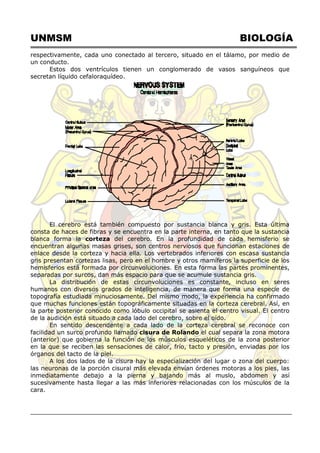 UNMSM BIOLOGÍA
respectivamente, cada uno conectado al tercero, situado en el tálamo, por medio de
un conducto.
Estos dos ventrículos tienen un conglomerado de vasos sanguíneos que
secretan líquido cefaloraquídeo.
El cerebro está también compuesto por sustancia blanca y gris. Esta última
consta de haces de fibras y se encuentra en la parte interna, en tanto que la sustancia
blanca forma la corteza del cerebro. En la profundidad de cada hemisferio se
encuentran algunas masas grises, son centros nerviosos que funcionan estaciones de
enlace desde la corteza y hacia ella. Los vertebrados inferiores con escasa sustancia
gris presentan cortezas lisas, pero en el hombre y otros mamíferos la superficie de los
hemisferios está formada por circunvoluciones. En esta forma las partes prominentes,
separadas por surcos, dan más espacio para que se acumule sustancia gris.
La distribución de estas circunvoluciones es constante, incluso en seres
humanos con diversos grados de inteligencia, de manera que forma una especie de
topografía estudiada minuciosamente. Del mismo modo, la experiencia ha confirmado
que muchas funciones están topográficamente situadas en la corteza cerebral. Así, en
la parte posterior conocido como lóbulo occipital se asienta el centro visual. El centro
de la audición está situado a cada lado del cerebro, sobre el oído.
En sentido descendente a cada lado de la corteza cerebral se reconoce con
facilidad un surco profundo llamado cisura de Rolando el cual separa la zona motora
(anterior) que gobierna la función de los músculos esqueléticos de la zona posterior
en la que se reciben las sensaciones de calor, frío, tacto y presión, enviadas por los
órganos del tacto de la piel.
A los dos lados de la cisura hay la especialización del lugar o zona del cuerpo:
las neuronas de la porción cisural más elevada envían órdenes motoras a los pies, las
inmediatamente debajo a la pierna y bajando más al muslo, abdomen y así
sucesivamente hasta llegar a las más inferiores relacionadas con los músculos de la
cara.
 