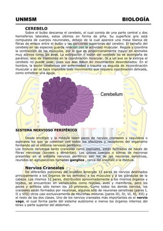 UNMSM BIOLOGÍA
CEREBELO
Sobre el bulbo descansa el cerebelo, el cual consta de una parte central y dos
hemisferios laterales, estos últimos en forma de piña. Su superficie gris está
compuesta de cuerpos neuronales, debajo de la cual aparece una masa blanca de
fibras de enlace entre el bulbo y las porciones superiores del cerebro. El tamaño del
cerebelo en las especies guarda relación con la actividad muscular. Regula y coordina
la contracción de los músculos, por lo que es proporcionalmente mayor en animales
muy activos como las aves. La extirpación o lesión del cerebelo no se acompaña de
parálisis, sino de trastornos en la coordinación muscular. Si a un ave se le extirpa el
cerebelo no puede volar, pues sus alas baten en movimientos desordenados. En el
hombre, la lesión cerebelosa por enfermedad o trauma va seguida de incoordinación
muscular y así se hace imposible todo movimiento que requiera coordinación delicada,
como enhebrar una aguja.
Cerebellum
SISTEMA NERVIOSO PERIFÉRICO
Desde encéfalo y la médula salen pares de nervios craneales y raquídeos o
espinales los que se conectan con todos los efectores y receptores del organismo
formando así el sistema nervioso periférico.
Los troncos nerviosos tanto craneales como espinales, están formados de haces de
fibras nerviosas (axones y dendritas). Los únicos cuerpos o somas de neuronas
presentes en el sistema nervioso periférico son los de las neuronas sensitivas,
reunidos en agrupaciones llamadas ganglios , cerca del encéfalo o la médula.
Nervios Craneales
De diferentes porciones del encéfalo emergen 12 pares de nervios destinados
principalmente a los órganos de los sentidos, a los músculos y a las glándulas de la
cabeza. Los mismos 12 pares, distribuidos aproximadamente a los mismos órganos y
tejidos, se encuentran en vertebrados como reptiles, aves y mamíferos, pero los
peces y anfibios sólo tienen los 10 primeros. Como todos los demás nervios, los
craneales están formados por neuronas, algunos sólo de neuronas sensitivas (pares I,
II y VIII) otros casi exclusivamente de neuronas motoras (pares III, IV, VI, XI, XII) y
el resto de las dos clases. Uno de los nervios craneales más importantes es el nervio
vago, el cual forma parte del sistema autónomo e inerva los órganos internos del
tórax y parte superior del abdomen.
 