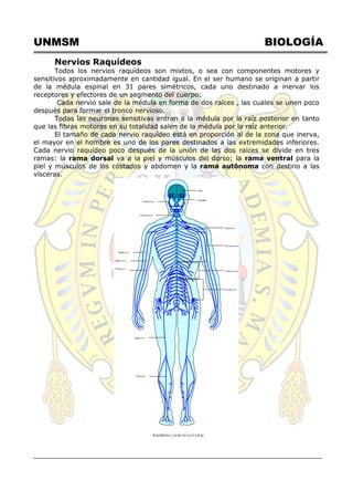 UNMSM BIOLOGÍA
Nervios Raquídeos
Todos los nervios raquídeos son mixtos, o sea con componentes motores y
sensitivos aproximadamente en cantidad igual. En el ser humano se originan a partir
de la médula espinal en 31 pares simétricos, cada uno destinado a inervar los
receptores y efectores de un segmento del cuerpo.
Cada nervio sale de la médula en forma de dos raíces , las cuales se unen poco
después para formar el tronco nervioso.
Todas las neuronas sensitivas entran a la médula por la raíz posterior en tanto
que las fibras motoras en su totalidad salen de la médula por la raíz anterior.
El tamaño de cada nervio raquídeo está en proporción al de la zona que inerva,
el mayor en el hombre es uno de los pares destinados a las extremidades inferiores.
Cada nervio raquídeo poco después de la unión de las dos raíces se divide en tres
ramas: la rama dorsal va a la piel y músculos del dorso; la rama ventral para la
piel y músculos de los costados y abdomen y la rama autónoma con destino a las
vísceras.
Brain
Cerebellum
Cranialnerves
Cervicalnerves
Spinalcord
Thoracicnerves
Lumbar nerves
Radialnerve
Median nerve
Ulnar nerve
Sacralnerves
Sciaticnerve
Tibialnerve
PERIPHERA L NERV OUS SY STEM
 