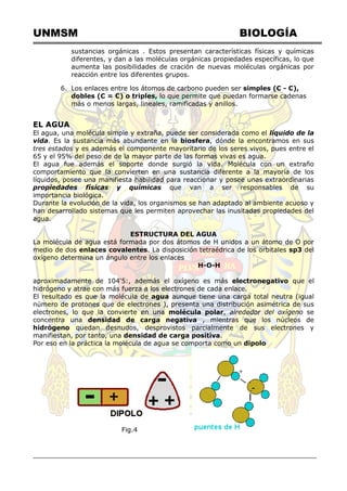 UNMSM BIOLOGÍA
sustancias orgánicas . Estos presentan características físicas y químicas
diferentes, y dan a las moléculas orgánicas propiedades específicas, lo que
aumenta las posibilidades de cración de nuevas moléculas orgánicas por
reacción entre los diferentes grupos.
6. Los enlaces entre los átomos de carbono pueden ser simples (C - C),
dobles (C = C) o triples, lo que permite que puedan formarse cadenas
más o menos largas, lineales, ramificadas y anillos.
EL AGUA
El agua, una molécula simple y extraña, puede ser considerada como el líquido de la
vida. Es la sustancia más abundante en la biosfera, dónde la encontramos en sus
tres estados y es además el componente mayoritario de los seres vivos, pues entre el
65 y el 95% del peso de de la mayor parte de las formas vivas es agua.
El agua fue además el soporte donde surgió la vida. Molécula con un extraño
comportamiento que la convierten en una sustancia diferente a la mayoría de los
líquidos, posee una manifiesta habilidad para reaccionar y posee unas extraordinarias
propiedades físicas y químicas que van a ser responsables de su
importancia biológica.
Durante la evolución de la vida, los organismos se han adaptado al ambiente acuoso y
han desarrollado sistemas que les permiten aprovechar las inusitadas propiedades del
agua.
ESTRUCTURA DEL AGUA
La molécula de agua está formada por dos átomos de H unidos a un átomo de O por
medio de dos enlaces covalentes. La disposición tetraédrica de los orbitales sp3 del
oxígeno determina un ángulo entre los enlaces
H-O-H
aproximadamente de 104'5:, además el oxígeno es más electronegativo que el
hidrógeno y atrae con más fuerza a los electrones de cada enlace.
El resultado es que la molécula de agua aunque tiene una carga total neutra (igual
número de protones que de electrones ), presenta una distribución asimétrica de sus
electrones, lo que la convierte en una molécula polar, alrededor del oxígeno se
concentra una densidad de carga negativa , mientras que los núcleos de
hidrógeno quedan desnudos, desprovistos parcialmente de sus electrones y
manifiestan, por tanto, una densidad de carga positiva.
Por eso en la práctica la molécula de agua se comporta como un dipolo
Fig.4
 