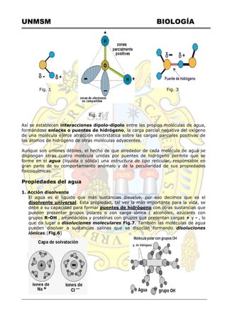 UNMSM BIOLOGÍA
Fig. 1 Fig. 3
Fig. 2
Así se establecen interacciones dipolo-dipolo entre las propias moléculas de agua,
formándose enlaces o puentes de hidrógeno, la carga parcial negativa del oxígeno
de una molécula ejerce atracción electrstática sobre las cargas parciales positivas de
los átomos de hidrógeno de otras moléculas adyacentes.
Aunque son uniones débiles, el hecho de que alrededor de cada molécula de agua se
dispongan otras cuatro molécula unidas por puentes de hidrógeno permite que se
forme en el agua (líquida o sólida) una estructura de tipo reticular, responsable en
gran parte de su comportamiento anómalo y de la peculiaridad de sus propiedades
fisicoquímicas.
Propiedades del agua
1. Acción disolvente
El agua es el líquido que más sustancias disuelve, por eso decimos que es el
disolvente universal. Esta propiedad, tal vez la más importante para la vida, se
debe a su capacidad para formar puentes de hidrógeno con otras sustancias que
pueden presentar grupos polares o con carga iónica ( alcoholes, azúcares con
grupos R-OH , aminoácidos y proteínas con grupos que presentan cargas + y - , lo
que da lugar a disoluciones moleculares Fig.7. También las moléculas de agua
pueden disolver a sustancias salinas que se disocian formando disoluciones
iónicas.(Fig.6)
 