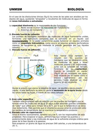 UNMSM BIOLOGÍA
En el caso de las disoluciones iónicas (fig.6) los iones de las sales son atraídos por los
dipolos del agua, quedando "atrapados" y recubiertos de moléculas de agua en forma
de iones hidratados o solvatados.
La capacidad disolvente es la responsable de dos funciones :
1. Medio donde ocurren las reacciones del metabolismo
2. Sistemas de transporte
2. Elevada fuerza de cohesión
Los puentes de hidrógeno mantienen las moléculas de agua fuertemente unidas,
formando una estructura compacta que la convierte en un líquido casi
incomprensible. Al no poder comprimirse puede funcionar en algunos animales
como un esqueleto hidrostático, como ocurre en algunos gusanos perforadores
capaces de agujerear la roca mediante la presión generada por sus líquidos
internos.
3. Elevada fuerza de adhesión
Fig.8 Esta fuerza está también en
relación con los puentes de
hidrógeno que se establecen entre
las moléculas de agua y otras
moléculas polares y es responsable,
junto con la cohesión del llamado
fenómeno de la capilaridad.
Cuando se introduce un capilar
(Fig.8) en un recipiente con agua,
ésta asciende por el capilar como si
trepase agarrándose por las
paredes, hasta alcanzar un nivel
superior al del recipiente.
Donde la presión que ejerce la columna de agua , se equilibra con la presión
capilar. A este fenómeno se debe en parte la ascensión de la savia bruta desde
las raíces hasta las hojas, a través de los vasos leñosos.
3. Gran calor específico
También esta propiedad está en relación con los puentes de hidrógeno que se
forman entre las moléculas de agua. El agua puede absorber grandes cantidades
de "calor" que utiliza para romper los p.de h. por lo que la temperatura se eleva
muy lentamente. Esto permite que el citoplasma acuoso sirva de protección ante
los cambios de temperatura. Así se mantiene la temperatura constante .
4. Elevado calor de vaporización
Sirve el mismo razonamiento, también los p.de h. son los responsables de esta
propiedad. Para evaporar el agua , primero hay que romper los puentes y
posteriormente dotar a las moléculas de agua de la suficiente energía cinética para
pasar de la fase líquida a la gaseosa.
Para evaporar un gramo de agua se precisan 540 calorías, a una temperatura de
20: C.
 