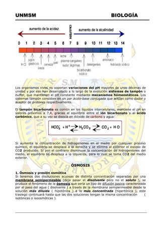 UNMSM BIOLOGÍA
Los organismos vivos no soportan variaciones del pH mayores de unas décimas de
unidad y por eso han desarrollado a lo largo de la evolución sistemas de tampón o
buffer, que mantienen el pH constante mediante mecanismos homeostáticos. Los
sistemas tampón consisten en un par ácido-base conjugada que actúan como dador y
aceptor de protones respectivamente.
El tampón bicarbonato es común en los líquidos intercelulares, mantiene el pH en
valores próximos a 7,4, gracias al equilibrio entre el ión bicarbonato y el ácido
carbónico, que a su vez se disocia en dióxido de carbono y agua:
Si aumenta la concentración de hidrogeniones en el medio por cualquier proceso
químico, el equilibrio se desplaza a la derecha y se elimina al exterior el exceso de
CO2 producido. Si por el contrario disminuye la concentración de hidrogeniones del
medio, el equilibrio se desplaza a la izquierda, para lo cual se toma CO2 del medio
exterior.
ÓSMOSIS
1. Ósmosis y presión osmótica
Si tenemos dos disoluciones acuosas de distinta concentración separadas por una
membrana semipermeable (deja pasar el disolvente pero no el soluto ), se
pruduce el fenómeno de la ósmosis que sería un tipo de difusión pasiva caracterizada
por el paso del agua ( disolvente ) a través de la membrana semipermeable desde la
solución más diluida ( hipotónica ) a la más concentrada (hipertónica ), este
trasiego continuará hasta que las dos soluciones tengan la misma concentración (
isotónicas o isoosmóticas ).
 