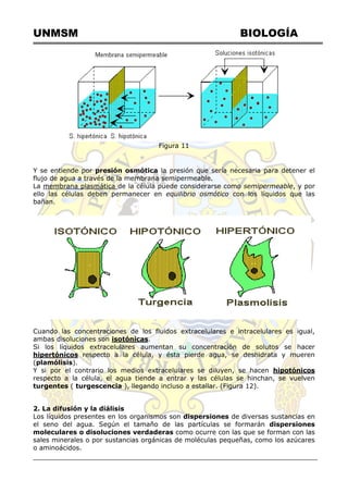 UNMSM BIOLOGÍA
Figura 11
Y se entiende por presión osmótica la presión que sería necesaria para detener el
flujo de agua a través de la membrana semipermeable.
La membrana plasmática de la célula puede considerarse como semipermeable, y por
ello las células deben permanecer en equilibrio osmótico con los líquidos que las
bañan.
Cuando las concentraciones de los fluidos extracelulares e intracelulares es igual,
ambas disoluciones son isotónicas.
Si los líquidos extracelulares aumentan su concentración de solutos se hacer
hipertónicos respecto a la célula, y ésta pierde agua, se deshidrata y mueren
(plamólisis).
Y si por el contrario los medios extracelulares se diluyen, se hacen hipotónicos
respecto a la célula, el agua tiende a entrar y las células se hinchan, se vuelven
turgentes ( turgescencia ), llegando incluso a estallar. (Figura 12).
2. La difusión y la diálisis
Los líquidos presentes en los organismos son dispersiones de diversas sustancias en
el seno del agua. Según el tamaño de las partículas se formarán dispersiones
moleculares o disoluciones verdaderas como ocurre con las que se forman con las
sales minerales o por sustancias orgánicas de moléculas pequeñas, como los azúcares
o aminoácidos.
 