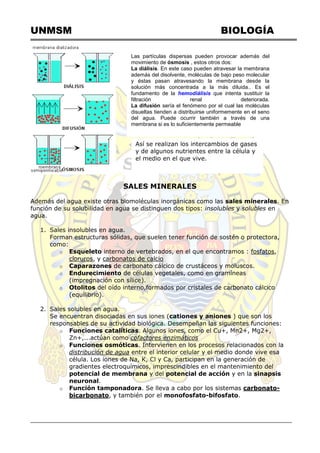 UNMSM BIOLOGÍA
Las partículas dispersas pueden provocar además del
movimiento de ósmosis , estos otros dos:
La diálisis. En este caso pueden atravesar la membrana
además del disolvente, moléculas de bajo peso molecular
y éstas pasan atravesando la membrana desde la
solución más concentrada a la más diluida.. Es el
fundamento de la hemodiálisis que intenta sustituir la
filtración renal deteriorada.
La difusión sería el fenómeno por el cual las moléculas
disueltas tienden a distribuirse uniformemente en el seno
del agua. Puede ocurrir también a través de una
membrana si es lo suficientemente permeable
SALES MINERALES
Además del agua existe otras biomoléculas inorgánicas como las sales minerales. En
función de su solubilidad en agua se distinguen dos tipos: insolubles y solubles en
agua.
1. Sales insolubles en agua.
Forman estructuras sólidas, que suelen tener función de sostén o protectora,
como:
o Esqueleto interno de vertebrados, en el que encontramos : fosfatos,
cloruros, y carbonatos de calcio
o Caparazones de carbonato cálcico de crustáceos y moluscos.
o Endurecimiento de células vegetales, como en gramíneas
(impregnación con sílice).
o Otolitos del oído interno,formados por cristales de carbonato cálcico
(equilibrio).
2. Sales solubles en agua.
Se encuentran disociadas en sus iones (cationes y aniones ) que son los
responsables de su actividad biológica. Desempeñan las siguientes funciones:
o Funciones catalíticas. Algunos iones, como el Cu+, Mn2+, Mg2+,
Zn+,...actúan como cofactores enzimáticos
o Funciones osmóticas. Intervienen en los procesos relacionados con la
distribución de agua entre el interior celular y el medio donde vive esa
célula. Los iones de Na, K, Cl y Ca, participan en la generación de
gradientes electroquímicos, imprescindibles en el mantenimiento del
potencial de membrana y del potencial de acción y en la sinapsis
neuronal.
o Función tamponadora. Se lleva a cabo por los sistemas carbonato-
bicarbonato, y también por el monofosfato-bifosfato.
Así se realizan los intercambios de gases
y de algunos nutrientes entre la célula y
el medio en el que vive.
 