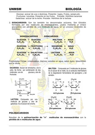 UNMSM BIOLOGÍA
Glucosa: azúcar de uva o dextrosa. Presente: Jugos, Frutos, sangre,etc.
Fructuosa: Levulosa. Presente en los frutos. Procede: Hidrólisis sacarosa
Galactosa: azúcar de la leche. Procede: Hidrólisis de la lactosa
2. DISACARIDOS: Son los también los denominados azúcares. Son Glúsidos
formados por dos moléculas de monosacáridos, unidos mediante el enlace
glucosídico con pérdida de una molécula de agua, en un proceso reversible de
Hidrólisis
Propiedades Físicas: cristalizables, blancos, solubles en agua, sabor dulce. Absorbibles
por la célula.
POLISACARIDOS
Resultan de la polimerización de "n" moléculas de monosacáridos con la
pérdida de n moléculas de agua.
MONOSACARIDOS DISACARIDOS
GLUCOSA + GLUCOSA MALTOSA + AGUA
C6H12O6 + C6H12O6 C12H22O6 + H2O
GLUCOSA + FRUCTUOSA SACAROSA + AGUA
C6H12O6 + C6H12O6 C12H22O6 + H2O
GLUCOSA + GALACTOSA LACTOSA + AGUA
C6H12O6 + C6H12O6 C12H22O6 + H2O
MALTOSA : Compuesta por 2 moléculas de glucosa.
Es el azúcar de la malta, es un producto intermediario
de la degradación fermentativa del glucógeno y del
almidón.
LACTOSA: Compuesta por una
molécula de glucosa y otra de
galactosa. Es el azúcar de la leche.
SACAROSA: Azúcar de remolacha y de la
caña. Se forma por combinación de dos
moléculas: una de glucosa y otra de
fructuosa.
 