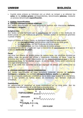 UNMSM BIOLOGÍA
 Cuando estos enlaces se hidrolizan con un álcali, se rompen y se obtienen las
sales de los ácidos grasos correspondientes, denominados jabones, mediante
un proceso denominado saponificación.
1. Lípidos: Saponificables
A. LÍPIDOS SAPONIFICABLES SIMPLES
Son lípidos saponificables en cuya composición química sólo intervienen carbono,
hidrógeno y oxígeno.
Acilglicéridos
Son lípidos simples formados por la esterificación de una,dos o tres moléculas de
ácidos grasos con una molécula de glicerina. También reciben el nombre de glicéridos
o grasas simples
Según el número de ácidos grasos, se distinguen tres tipos de estos lípidos:
 los monoglicéridos, que contienen una molécula de ácido graso
 los diglicéridos, con dos moléculas de ácidos grasos
 los triglicéridos, con tres moléculas de ácidos grasos.
Los acilglicéridos frente a bases dan lugar a reacciones de saponificación en la que se
producen moléculas de jabón.
Ceras
Las ceras son ésteres de ácidos grasos de cadena larga, con alcoholes también de
cadena larga. En general son sólidas y totalmente insolubles en agua. Todas las
funciones que realizan están relacionadas con su impermeabilidad al agua y con su
consistencia firme. Así las plumas, el pelo , la piel,las hojas, frutos, están cubiertas de
una capa cérea protectora.
Una de las ceras más conocidas es la que segregan las abejas para confeccionar su
panal.
B. LÍPIDOS SAPONIFICABLES COMPUESTOS
Son lípidos saponificables en cuya estructura molecular además de carbono,
hidrógeno y oxígeno, hay también nitrógeno,fósforo, azufre o un glúcido.
Son las principales moléculas constitutivas de la doble capa lipídica de la membrana,
por lo que también se llaman lípidos de membrana. Son también moléculas
anfipáticas.
Fosfolípidos
Se caracterizan pr presentar un ácido ortofosfórico en su zona polar. Son las
moléculas más abundantes de la membrana citoplasmática.
Algunos ejemplos de fosfolípidos
 