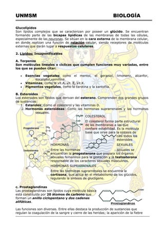 UNMSM BIOLOGÍA
Glucolípidos
Son lípidos complejos que se caracterizan por poseer un glúcido. Se encuentran
formando parte de las bicapas lipídicas de las membranas de todas las células,
especialmente de las neuronas. Se sitúan en la cara externa de la membrana celular,
en donde realizan una función de relación celular, siendo receptores de moléculas
externas que darán lugar a respuestas celulares.
2. Lípidos: Insaponificables
A. Terpenos
Son moléculas lineales o cíclicas que cumplen funciones muy variadas, entre
los que se pueden citar:
 Esencias vegetales como el mentol, el geraniol, limoneno, alcanfor,
eucaliptol,vainillina.
 Vitaminas, como la vit.A, vit. E, vit.K.
 Pigmentos vegetales, como la carotina y la xantofila.
B. Esteroides
Los esteroides son lípidos que derivan del esterano. Comprenden dos grandes grupos
de sustancias:
1. Esteroles: Como el colesterol y las vitaminas D.
2. Hormonas esteroideas: Como las hormonas suprarrenales y las hormonas
sexuales.
COLESTEROL
El colesterol forma parte estructural
de las membranas a las que
confiere estabilidad. Es la molécula
base que sirve para la síntesis de
casi todos los
esteroides
HORMONAS SEXUALES
Entre las hormonas sexuales se
encuentran la progesterona que prepara los órganos
sexuales femeninos para la gestación y la testosterona
responsable de los caracteres sexuales masculinos.
HORMONAS SUPRARRENALES
Entre las hormonas suprarrenales se encuentra la
cortisona, que actúa en el metabolismo de los glúcidos,
regulando la síntesis de glucógeno.
c. Prostaglandinas
Las prostaglandinas son lípidos cuya molécula básica
está constituída por 20 átomos de carbono que
forman un anillo ciclopentano y dos cadenas
alifáticas.
Las funciones son diversas. Entre ellas destaca la producción de sustancias que
regulan la coagulación de la sangre y cierre de las heridas; la aparición de la fiebre
 