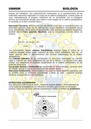 UNMSM BIOLOGÍA
enlaces del hidrógeno. Son especialmente importantes en el mantenimiento de las
ordenadas relaciones espaciales a lo largo de la cadena polipeptídica. Cuando estos se
unen reiteradamente el oxígeno carboxilico de un aminoácido con el hidrógeno
amínico del aminoácido situado tres restos a mas alejado de la cadena polipeptídica,
el resultado es la bien conocida hélice .
Estructura Terciaria: determinado por las interacciones que se establecen entre los
diferentes radicales libres de los aminoácidos y que establecen asociaciones típicas
entre aminoácidos, de la molécula polipeptídica.. Así tenemos los enlaces covalentes,
también denominados puentes disulfuro, que se encuentran uniendo restos de
cisteína.
NH NH
| |
CH--CH --S--S--CH --CH
| |
C=O C=O
Los aminoácidos poseen enlaces hidrofóbicos dirigidos hacia el centro de la
molécula plegada, donde están rodeados de otros restos hidrofílicos, esto es un
factor esencial para el mantenimiento del correcto plegamiento de la cadena
polipeptídica
Las cadenas laterales de los aminoácidos en estructura helicoidales se orientan
hacia el exterior (es decir, alejándose del eje de la hélice) y se forman entre ellas
enlaces que estabilizan el completo plegamiento de la cadena polipeptídica en las
proteínas globulares
Los grupos Aminos y Carboxilos se representan en forma ionizada, conocida como
ión híbrido, que es la que predomina a valores neutros de pH.
Estructura Cuaternaria: determinado por la unión de varias cadenas peptídicas, que
se enrollan entre sí formando subunidades y estas se unen mediante puentes
disulfuro, enlaces salinos o de hidrógeno.
ESTRUCTURA CUATERNARIA
Esta estructura informa de la unión , mediante enlaces débiles ( no covalentes) de
varias cadenas polipeptídicas con estructura terciaria, para formar un complejo
proteico. Cada una de estas cadenas polipeptídicas recibe el nombre de protómero.
 