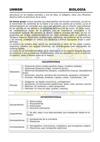 UNMSM BIOLOGÍA
estructural en los tejidos animales y una de ellas, el colágeno, tiene una influencia
decisiva sobre la estructura de la carne
Un tercer grupo incluye aquellas que desempeñan una función nutricional, ya sea en
la transmisión de nutrientes de la madre a las crías (la caseína de la leche), ya en el
almacenamiento de nutrientes que van a ser utilizados por el embrión (Las proteínas
de las semillas de las plantas o las proteínas del huevo de las aves). En estos casos,
las características físicas de la proteína son de importancia secundaria a su
composición química. Por ejemplo, el gluten, proteína principal del trigo, es rico en
glutamina, por lo que, comparativamente con otras proteínas, tiene un contenido en
nitrógeno superior. Entre otras características distintivas, las proteínas de las semillas
y las cecinas, presentan en común una tendencia a formar agregados mejor o peor
definidos.
La proteína de nuestra dieta aporta los aminoácidos a partir de los cuales nuestro
organismo sintetiza sus propias proteínas, los contribuyentes mas importantes de
nuestros tejidos.
La acción de los enzimas hidrolíticos en el estómago y en el intestino delgado degrada
las proteínas a sus aminoácidos constituyentes. Una vez absorbidos, ya en el torrente
circulatorio, pasan a formar parte de la reserva
HOLOPROTEÍNAS
Globulares
Prolaminas:Zeína (maíza),gliadina (trigo), hordeína (cebada)
Gluteninas:Glutenina (trigo), orizanina (arroz).
Seroalbúmina (sangre), ovoalbúmina (huevo), lactoalbúmina
(leche)
Insulina, hormona del crecimiento, prolactina, tirotropina
Enzimas: Hidrolasas, Oxidasas, Ligasas, Liasas, Transferasas...etc.
Fibrosas
HETEROPROTEÍNAS
Glucoproteínas
Lipoproteínas
sangre.
Nucleoproteínas
Cromoproteínas
 