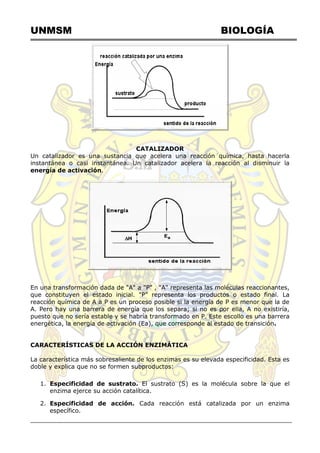 UNMSM BIOLOGÍA
CATALIZADOR
Un catalizador es una sustancia que acelera una reacción química, hasta hacerla
instantánea o casi instantánea. Un catalizador acelera la reacción al disminuir la
energía de activación.
En una transformación dada de "A" a "P" , "A" representa las moléculas reaccionantes,
que constituyen el estado inicial. "P" representa los productos o estado final. La
reacción química de A a P es un proceso posible si la energía de P es menor que la de
A. Pero hay una barrera de energía que los separa; si no es por ella, A no existiría,
puesto que no sería estable y se habría transformado en P. Este escollo es una barrera
energética, la energía de activación (Ea), que corresponde al estado de transición.
CARACTERÍSTICAS DE LA ACCIÓN ENZIMÁTICA
La característica más sobresaliente de los enzimas es su elevada especificidad. Esta es
doble y explica que no se formen subproductos:
1. Especificidad de sustrato. El sustrato (S) es la molécula sobre la que el
enzima ejerce su acción catalítica.
2. Especificidad de acción. Cada reacción está catalizada por un enzima
específico.
 
