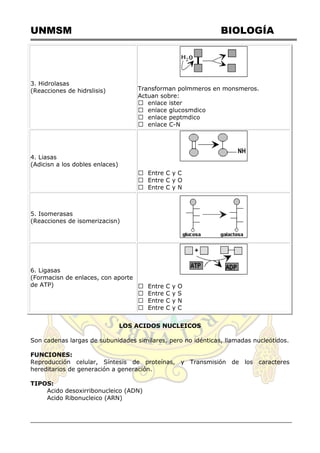UNMSM BIOLOGÍA
3. Hidrolasas
(Reacciones de hidrslisis) Transforman polmmeros en monsmeros.
Actuan sobre:
-N
4. Liasas
(Adicisn a los dobles enlaces)
5. Isomerasas
(Reacciones de isomerizacisn)
6. Ligasas
(Formacisn de enlaces, con aporte
de ATP)
LOS ACIDOS NUCLEICOS
Son cadenas largas de subunidades similares, pero no idénticas, llamadas nucleótidos.
FUNCIONES:
Reproducción celular, Síntesis de proteínas, y Transmisión de los caracteres
hereditarios de generación a generación.
TIPOS:
Acido desoxirribonucleico (ADN)
Acido Ribonucleico (ARN)
 