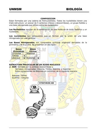 UNMSM BIOLOGÍA
COMPOSICION
Estan formados por una cadena de Polinucleótidos. Todos los nucleótidos tienen una
triple estructura: un azúcar de 5 carbonos (ribosa o desoxirribosa), un grupo fosfato y
una base nitrogenada que difiere entre los nucleótidos:
Los Nucleótidos resultan de la combinación de una molécula de ácido fosfórico y un
nucleósido.
Los nucleósidos son compuestos que se forman por la unión de una base
nitrogenada con una pentosa.
Las Bases Nitrogenadas son compuestos químicos orgánicos derivados de la
pirimidina y de la purina. Se presentan en dos tipos:
Bases
Pirimídicas
Bases
Púricas
CITOSINA CADENINA A
TIMINA T
URACILO U GUANINA G
ESTRUCTURA MOLECULAR DE UN ACIDO NUCLEICO
a) ADN: formado por la pentosa desoxirribosa y
las bases nitrogenadas: Citosina, Timina, Adenina y Guanina.
Estos componentes se disponen en combinan de la siguiente manera:
Adenina: Timina
Guanina : Citocina
 