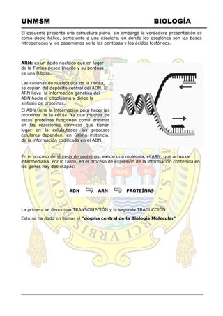 UNMSM BIOLOGÍA
El esquema presenta una estructura plana, sin embargo la verdadera presentación es
como doble hélice, semejante a una escalera, en donde los escalones son las bases
nitrogenadas y los pasamanos sería las pentosas y los ácidos fosfóricos.
ARN: es un ácido nucleico que en lugar
de la Timina pesee Uracilo y su pentosa
es una Ribosa.
Las cadenas de nucleótidos de la ribosa,
se copian del depòsito central del ADN. El
ARN lleva la información genética del
ADN hacia el citoplasma y dirige la
síntesis de proteínas.
El ADN tiene la información para hacer las
proteínas de la célula. Ya que muchas de
estas proteínas funcionan como enzimas
en las reacciones químicas que tienen
lugar en la célula,todos los procesos
celulares dependen, en última instancia,
de la información codificada en el ADN.
En el proceso de síntesis de proteínas, existe una molécula, el ARN, que actúa de
intermediaria. Por lo tanto, en el proceso de expresión de la información contenida en
los genes hay dos etapas:
ADN ARN PROTEÍNAS
La primera se denomina TRANSCRIPCIÓN y la segunda TRADUCCIÓN
Esto se ha dado en llamar el "dogma central de la Biología Molecular"
 