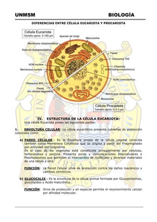 UNMSM BIOLOGÍA
DIFERENCIAS ENTRE CÉLULA EUCARIOTA Y PROCARIOTA
IV. ESTRUCTURA DE LA CÉLULA EUCARIOTA:
Una célula Eucariota posee las siguientes partes:
1. ENVOLTURA CELULAR: La célula eucariótica presenta cubiertas de protección
conocidas como:
a) PARED CELULAR.- Es la Envoltura propia de la célula vegetal conocida
también como Membrana Celulósica que se origina a partir del Fragmoplasto
por actividad del Golgisoma
En el caso de los vegetales está constituida principalmente por celulosa,
hemicelulosa y pectina. Presenta poros y comunicaciones Intercelulares o
Plasmodesmos que permiten el intercambio de moléculas y diversos materiales
de una célula a otra.
FUNCIÓN: La Pared Celular sirve de protección contra los daños mecánicos y
cambios osmóticos.
b) GLUCOCALIX.- Es la envoltura de la célula animal formada por Glucoproteínas,
glucolipidos y Acido hialurónico.
FUNCIÓN: Sirve de protección y en especial permite el reconocimiento celular
por afinidad molecular.
 