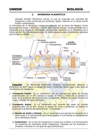 UNMSM BIOLOGÍA
2. MEMBRANA PLASMÁTICA
Llamada también Membrana Celular la cual es originada por actividad del
Golgisoma y está constituida por proteínas, lípidos. Además en la célula animal
existen carbohidratos.
La estructura de la Membrana celular es explicada por la teoría del Mosaico Fluido
propuesta por Singer y Nicholson (1972). Este modelo incluye. Proteínas Periféricas e
Integrales y una bicapa de Fosfolípidos. Además hay colesterol en la Membrana de la
Célula animal. Es más principalmente los lípidos experimentan movimientos laterales
que brindan su fluidez.
FUNCIÓN: La Membrana Plasmática presenta permeabilidad selectiva o
diferencial, es decir regula el pasaje de iones y moléculas dando lugar a dos tipos de
mecanismos de transporte:
1. Transporte Pasivo.- Es un mecanismo que no requiere del gasto de energía
proporcionado por el ATP, porque el pasaje de iones o moléculas se produce a
favor de la gradiente de concentración. Comprende: Difusión de gases, difusión de
iones y difusión del agua (ósmosis).
2. Transporte Activo.- Es un mecanismo que necesita del gasto de energía
proporcionado por el ATP, porque el pasaje de iones o moléculas se realiza en
contra de la gradiente de concentración. Comprende:
a) Bomba de Sodio y Potasio.- Es un mecanismo que permite la expulsión de 3
iones sodio y la incorporación de 2 iones potasio lo cual facilita la repolarización
de la Membrana Celular.
b) Endocitosis.- Es un tipo de transporte en masa que conlleva a la incorporación
de sustancias de naturaleza sólida (Fagocitosis: realizado por los leucocitos y
amebas) o disuelta en una gota de agua (Pinocitosis).
 