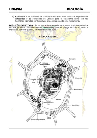 UNMSM BIOLOGÍA
c) Exocitosis.- Es otro tipo de transporte en masa que facilita la expulsión de
catabolitos o de sustancias de utilidad para el organismo como son las
hormonas liberadas por las células endocrinas usando este mecanismo.
DIFUSIÓN FACILITADA.- Es un mecanismo especial de transporte ya que nesecita
de una proteina transmembranosa (Permeasa) para el pasaje de ciertos iones y
moléculas como la glucosa, aminoácidos entre otros.
CÉLULA VEGETAL
 