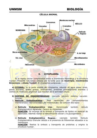 UNMSM BIOLOGÍA
CÉLULA ANIMAL
3. CITOPLASMA
Es la región celular comprendida entre la membrana Plasmática y la envoltura
nuclear. Presenta naturaleza coloidal por lo tanto goza de tixotropía, movimiento
Browniano y efecto Tyndall. El citoplasma comprende:
a) CITOSOL: es la parte soluble del citoplasma, además de agua posee iones,
pocos azúcares, ácidos grasos, aminoácidos, proteínas principalmente enzimas y
cientos de moléculas orgánicas que resultan de la actividad celular.
b) SISTEMA DE ENDOMEMBRANAS: Llamado también sistema vacuolar.
Incluye:
1. Retículo Endoplasmático.- Está constituido por compartimientos
membranosos interconectados por microtúbulos. Se conocen dos tipos:
a) Retículo Endoplasmático Liso.- Denominado también retículo
Endoplasmático Agranular. Carece de ribosomas.
FUNCIÓN: Se encarga de la síntesis y transporte de lípidos en especial de
esteroides. Además realiza la detoxificación celular y la glucogenolisis.
b) Retículo Endoplasmático Rugoso.- Llamado también Retículo
Endoplasmático Granular debido a la presencia de Ribosomas adosados a su
membrana.
FUNCIÓN: Realiza la sintesis y transporte de proteínas y origina la
envoltura nuclear.
 