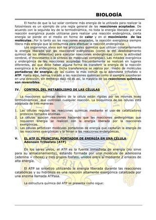 BIOLOGÍA
El hecho de que la luz solar contiene más energía de la utilizada para realizar la
fotosíntesis es un ejemplo de una regla general de las reacciones acopladas. De
acuerdo con la segunda ley de la termodinámica, no toda la energía liberada por una
reacción exergónica puede utilizarse para realizar una reacción endergónica, cierta
energía se pierde en el medio en forma de calor y en el movimiento de las
moléculas: Por lo tanto en las reacciones acopladas, la reacción exergónica siempre
libera más energía que la consumida para efectuar la reacción endergónica.
Los organismos vivos son los principales químicos que utilizan constantemente
la energía liberada por las reacciones exergónicas (como la del desdoblamiento
químico de los alimentos) para ejecutar reacciones endergónicas (como la actividad
cerebral, el movimiento o la síntesis de moléculas complejas). Las mitades exergónica
y endergónica de las reacciones acopladas frecuentemente se realizan en lugares
diferentes, así que debe haber alguna forma de transferir la energía de la reacción
exergónica a la endergónica. Dicha transferencia se realiza por medio de moléculas
portadoras de energía, de las cuales la más común es la adenosina trifosfato o
ATP. Hasta aquí, hemos tratado a las reacciones químicas como si siempre sucedieran
en una dirección, sin embargo esto no es así, la mayoria de las reacciones químicas
son reversibles.
IV. CONTROL DEL METABOLISMO DE LAS CÉLULAS
La reacciones químicas dentro de la célula están rígidas por las mismas leyes
termodinámicas que controlan cualquier reacción. La bioquímica de las células está
adoptada de tres maneras:
1. Las células regulan las reacciones químicas mediante el uso de catalizadores
proteicos llamados enzimas.
2. La células asocian reacciones haciendo que las reacciones endergónicas que
requieren energía se realicen con la energía liberada por la reacciones
exergónicas.
3. Las células sintetizan moléculas portadoras de energía que capturan la energía de
las reacciones exergónicas y la llevan a las reacciones endergónicas.
V. EL ATP EL PRINCIPAL PORTADOR DE ENERGÍA EN UNA CÉLULA:
Adenosin Trifosfato (ATP)
En los seres vivos, el ATP es la fuente inmediata de energía (no sirve
para su almacenamiento), estando formada por una molécula de adenosina
(adenina + ribosa) y tres grupos fosfato, unidos entre sí mediante 2 enlaces de
alta energía.
El ATP se sintetizo utilizando le energía liberada durante las reacciones
catabólicas y su hidrólisis es una reacción altamente exergónica catalizada por
una enzima llamada ATPasa.
La estructura química del ATP se presenta como sigue:
 