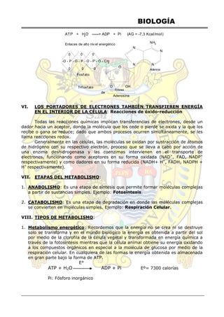BIOLOGÍA
ATP + H2O ------> ADP + Pi (AG = -7,3 Kcal/mol)
Enlaces de alto niv el energético NH2
N
N
N N
Adenina
O
O OH
Ribosa
Adenosina
Trifosf ato
de
-O - P - O - P - O - P - O - CH2
Fosfato
0 0 0
0 0 0
VI. LOS PORTADORES DE ELECTRONES TAMBIÉN TRANSFIEREN ENERGÍA
EN EL INTERIOR DE LA CÉLULA: Reacciones de óxido-reducción
Todas las reacciones químicas implican transferencias de electrones, desde un
dador hacia un aceptor, donde la molécula que los cede o pierde se oxida y la que los
recibe o gana se reduce; dado que ambos procesos ocurren simultáneamente, se les
llama reacciones redox.
Generalmente en las células, las moléculas se oxidan por sustracción de átomos
de hidrógeno con su respectivo electrón, proceso que se lleva a cabo por acción de
una enzima deshidrogenasa y las coenzimas intervienen en el transporte de
electrones, funcionando como aceptores en su forma oxidada (NAD+
, FAD, NADP+
respectivamente) y como dadores en su forma reducida (NADH+ H+
, FADH2 NADPH +
H+
respectivamente).
VII. ETAPAS DEL METABOLISMO:
1. ANABOLISMO: Es una etapa de síntesis que permite formar moléculas complejas
a partir de sustancias simples. Ejemplo: Fotosíntesis.
2. CATABOLISMO: Es una etapa de degradación en donde las moléculas complejas
se convierten en moléculas simples. Ejemplo: Respiración Celular.
VIII. TIPOS DE METABOLISMO:
1. Metabolismo energético: Recordemos que la energía no se crea ni se destruye
solo se transforma y en el mundo biológico la energía es obtenida a partir del sol
por medio de la clorofila de la célula vegetal y transformada en energía química a
través de la fotosíntesis mientras que la célula animal obtiene su energía oxidando
a los compuestos orgánicos en especial a la molécula de glucosa por medio de la
respiración celular. En cualquiera de las formas la energía obtenida es almacenada
en gran parte bajo la forma de ATP.
E°
ATP + H2O ADP + Pi Eº= 7300 calorías
Pi: Fósforo inorgánico
 