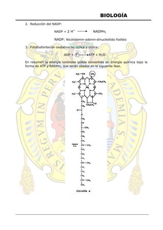 BIOLOGÍA
2. Reducción del NADP:
NADP + 2 H+
NADPH2
NADP: Nicotidamin-adenin-dinucleótido fosfato
3. Fotofosforilación oxidativa no ciclica y ciclica:
ADP + P ATP + H2O
En resumen la energía luminosa queda convertida en energía química bajo la
forma de ATP y NADPH2 que serán usados en la siguiente fase.
 