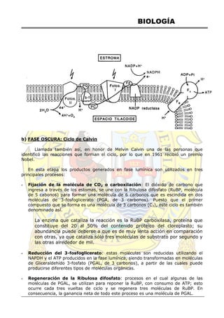 BIOLOGÍA
b) FASE OSCURA: Ciclo de Calvin
Llamada también así, en honor de Melvin Calvin una de las personas que
identificó las reacciones que forman el ciclo, por lo que en 1961 recibió un premio
Nobel.
En esta etapa los productos generados en fase lumínica son utilizados en tres
principales procesos:
- Fijación de la molécula de CO2 o carboxilación: El dióxido de carbono que
ingresa a través de los estomas, se une con la Ribulosa difosfato (RuBP, molécula
de 5 cabonos) para formar una molécula de 6 carbonos que es escindida en dos
moléculas de 3-fosfoglicerato (PGA, de 3 carbonos). Puesto que el primer
compuesto que se forma es una molécula de 3 carbonos (C3), este ciclo es también
denominado así.
La enzima que cataliza la reacción es la RuBP carboxilasa, proteína que
constituye del 20 al 50% del contenido proteico del cloroplasto; su
abundancia puede deberse a que es de muy lenta acción en comparación
con otras, ya que cataliza sólo tres moléculas de substrato por segundo y
las otras alrededor de mil.
- Reducción del 3-fosfoglicerato: estas moléculas son reducidas utilizando el
NAPDH y el ATP producidos en la fase lumínica, siendo transformadas en moléculas
de Gliceraldehído 3-fosfato (PGAL, de 3 carbonos), a partir de las cuales puede
producirse diferentes tipos de moléculas orgánicas.
- Regeneración de la Ribulosa difosfato: procesos en el cual algunas de las
moléculas de PGAL, se utilizan para reponer la RuBP, con consumo de ATP; esto
ocurre cada tres vueltas de ciclo y se regenera tres moléculas de RuBP. En
consecuencia, la ganancia neta de todo este proceso es una molécula de PGAL.
 
