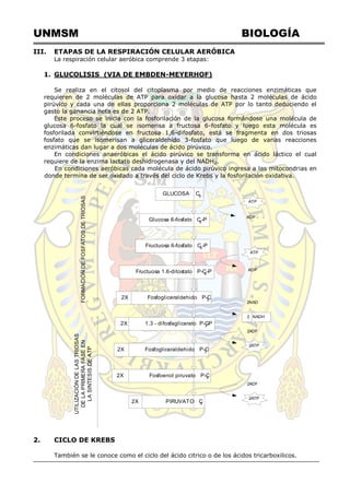 UNMSM BIOLOGÍA
III. ETAPAS DE LA RESPIRACIÓN CELULAR AERÓBICA
La respiración celular aeróbica comprende 3 etapas:
1. GLUCOLISIS (VIA DE EMBDEN-MEYERHOF)
Se realiza en el citosol del citoplasma por medio de reacciones enzimáticas que
requieren de 2 moléculas de ATP para oxidar a la glucosa hasta 2 moléculas de ácido
pirúvico y cada una de ellas proporciona 2 moléculas de ATP por lo tanto deduciendo el
gasto la ganancia neta es de 2 ATP.
Este proceso se inicia con la fosforilación de la glucosa formándose una molécula de
glucosa 6-fosfato la cual se isomerisa a fructosa 6-fosfato y luego esta molécula es
fosforilada convirtiéndose en fructosa 1,6-difosfato, está se fragmenta en dos triosas
fosfato que se isomerisan a gliceraldehído 3-fosfato que luego de varias reacciones
enzimáticas dan lugar a dos moléculas de ácido pirúvico.
En condiciones anaeróbicas el ácido pirúvico se transforma en ácido láctico el cual
requiere de la enzima lactato deshidrogenasa y del NADH2.
En condiciones aeróbicas cada molécula de ácido pirúvico ingresa a las mitocondrias en
donde termina de ser oxidado a través del ciclo de Krebs y la fosforilación oxidativa.
ATP
ADP
ATP
ADP
GLUCOSA C6
Glucosa 6-fosfato C6-P
Fructuosa 6-fosfato C6
-P
Fructuosa 1.6-ditostato P-C6
-P
2X Fosfogliceraldehido P-C3
2X 1.3 - difosfaglicerato P-C3
-P
2X Fosfogliceraldehido P-C3
2X Fosfoenol piruvato P-C3
2X PIRUVATO C3
2NAD
2 NADH
2ADF
2ATP
2ATP
2ADF
UTILIZACIÓNDELASTRIOSAS
DELAPRIMERAFASEEN
LASINTESISDEATP
FORMACIÓNDEFOSFATOSDETRIOSAS
2. CICLO DE KREBS
También se le conoce como el ciclo del ácido citrico o de los ácidos tricarboxilicos.
 