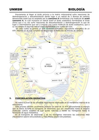 UNMSM BIOLOGÍA
Previamente al llegar el ácido pirúvico a la matriz mitocondrial sufre reacciones de
deshidrogenación y descarboxilación dando lugar a un radical de 2 átomos de carbono
denominado acetil que es aceptado por la coenzima A formándose una molécula de acetil
coenzima A, la cual incorpora el radical acetil al ácido oxalacético formándose el ácido
cítrico que a su vez sufre reacciones de descarboxilación y deshidrogenación lo que da
lugar a intermediarios que van a originar una nueva molécula de ácido oxalacetico, que a
su vez acepta al segundo radical acetil repitiéndose una vuelta del ciclo.
En cada vuelta se genera un GTP (Guanosin-trifosfato) equivalente energético de un
ATP. Además en el ciclo completo se desprenden 6 moléculas de dióxido de carbono.
oxaloacetato
malato
citrato
isocitrato
fumarato C4
C4
C4
CICLO
DE KREBS
succinil - Co A C4succinato C4
C6
x-cetoglutaratoC6
C4
acetil-Co A C4
co2
NAD+
NADH
co2
NAD+
NADH
La ox idac ion por el
N A D + v i e n e
acompañado por la
producción de CO 2
y
d e N A D H ,
t rans por tador de
electrones
E l cic lo em piez a, cuando un
grupo acetilo transportado por la
Co A se c ombina con un grupo
de 4 c ar bonos para f or mar
citrato.
NAD+
NADH
H2
O
NADH
FAD
Como el ciclo vuelve
a su origen, su forma
otro NADH, coenzima
que también llleva e-
a l s i s t e m a d e
transporte de ellos.
La ox idac ión por el
F A D , p r od u c e
F A D H 2 , e s t a
c oenz im a tambien
transporta electrones
Como resultado de la energía
libre de oxidación , s e f orma
una molécula de GTP = ATP
GDP
GTP
3. FOSFORILACIÓN OXIDATIVA:
Se realiza a nivel de las unidades respiratorias localizadas en la membrana interna de la
mitocondria.
Este proceso permite usualmente producir un total de 32 ATP aprovechando la energía
que se libera durante el transporte de electrones que son movilizados hasta el oxígeno
molecular (ultimo aceptor) el cual queda reducido y recibe los hidrógenos hasta la
formación de agua metabólica.
En el transporte de electrones y de los hidrógenos interviene las coenzimas NAD
(Nicotidamin-adenin-dinuicleótido) y FAD (Flavio-adenin-dinucleótido)
 