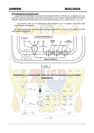 UNMSM BIOLOGÍA
El Transporte de electrones:
Luego del ciclo de Krebs, las coenzimas reducidas NADH2 y FADH2 son oxidados por una
serie de sustancias llamadas citocromos localizados en las crestas mitocondriales las cuales
realizan reacciones de óxidoreducción. Entre estos tenemos a los citocromos b, c, a y a3.
El producto final es la combinación del hidrógeno con el oxígeno molecular para
formar agua metabólica.
En tres puntos de la actividad de la cadena respiratoria se forma ATP a partir de ADP
más fosfato inorgánico.
RESUMEN DE LA PRODUCCIÓN TOTAL DE ATPs POR MOLÉCULA DE GLUCOSA
DEGRADADA
GLUCOSA
2 piruvato
ATP2
2 acetil Co A
GTP
2
Ciclo
de
Krebs
4CO2
2CO2
NADH2
NADH2
NADH6
FADH22
SISTEMADETRANSPORTEDEELECTRONES
4
6
18
4
ATP
ATP
ATP
ATP
MitocondriaCitosol
ATP4ATP
producción
+
ATP4
H2OO2
ATP36
 