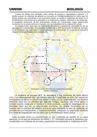 UNMSM BIOLOGÍA
Cuando los lípidos son utilizados como fuente de energía y degradados a glicerol y 3
ácidos grasos, la molécula de glicerol se convierte en Fosfogliceraldehido en tanto que los
ácidos grasos son escindidos y sus fracciones pasan a constituir moléculas de acetil Co A
(metabolismo intermedio de la glucólisis y la respiración celular), referente a las proteínas,
el esqueleto carbonado de los aminoácidos, puede ser fraccionado, luego desaminado
(remoción de su grupo amino) e ingresar a la vía metabólica de la respiración celular.
Es consecuencia, decir que las reacciones de síntesis o anabólicas dependen de las de
degradación o catabólicas, es aceptable, puesto que el ATP que resulta de ellas es utilizada
en la formación de moléculas y macromoléculas; a continuación se muestra, un esquema
integral de las principales vías metabólicas.
GLUCOSA
C6
C6 - P
PGAL
C3
- P
PIRUVATO
glicerol
C3
lactato
C3
acetil CoA
C2
ac. grasos
(C2
)n
LIPIDOS
Ciclo
de
Krebs
aminoácidos
NH2
- CH - COOH
|
R
PROTEÍNAS
Glucógeno
Interrelación de las diferentes Vías metabólicas (glúcidos,
lípidos y proteínas)
La molécula de glucosa (6C), es degradada a dos moléculas de ácido láctico
(3C) y simultáneamente hay una síntesis neta de 2 moléculas de ATP; las reacciones
involucradas se llevan a cabo en el citosol y cada una es catalizada por una enzima
diferente. Esta vía es utilizada por algunos hongos, bacterias (ej. leche agria) y
también ciertos casos por el hombre u otros animales, cuando el despliegue de su
actividad, hace que en un determinado momento, las células musculares ya no
cuenten con la cantidad de oxígeno suficiente para mantener la tasa de oxidación de
piruvato en sus mitocondrias y consecuentemente, sustituyen la respiración aeróbica
(vía usual de degradación del piruvato) por la fermentación Acido Láctica.
Cada piruvato ahora es transformado en dos moléculas de lactato en un paso
adicional, en el que los electrones del NADH + H+
(formados durante la glucólisis) son
transferidos a la molécula de piruvato, igualmente se sintetizarán 2 moléculas de ATP.
 