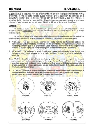 UNMSM BIOLOGÍA
El período G2, o segunda fase de crecimiento, en el cual se sigue sintetizando ARN y
proteínas; el final de este período queda marcado por la aparición de cambios en la
estructura celular ,que se hacen visibles con el microscopio y que nos indican el
principio de la Mitosis o división celular. El período de tiempo que transcurre entre dos
mitosis, y que comprende los períodos G1, S, y G2, se le denomina Interfase.
MITOSIS
La mitosis es el proceso de división celular por el cual se conserva la información genética
contenida en sus cromosomas, que pasa de esta manera a las sucesivas células a que la mitosis
va a dar origen.
La mitosis es igualmente un verdadero proceso de multiplicación celular que participa en el
desarrollo, el crecimiento y la regeneración del organismo. La mitosis comprende 4 fases:
1. PROFASE En ella se hacen patentes un cierto número de filamentos dobles: los
cromosomas. Cada cromosoma constituído por dos cromátidas, que se mantienen unidas por
un estrangulamiento que es el centrómero. Cada cromátida corresponde a una larga cadena
de ADN. Al final de la profase se ha desintegrado la membrana nuclear y el nucléolo.
2. METAFASE Se inicia con la aparición del huso, dónde se insertan los cromosomas y se
van desplazando hasta situarse en el ecuador del huso, formando la placa metafásica o
ecuatorial.
3. ANAFASE En ella el centrómero se divide y cada cromosoma se separa en sus dos
cromátidas. Los centrómeros emigran a lo largo de las fibras del huso en direcciones
opuestas, arrastrando cada uno en su desplazamiento a una cromátida.La anafase constituye
la fase crucial de la mitosis, porque en ella se realiza la distribución de las dos copias de la
información genética original.
4. TELOFASE Los dos grupos de cromátidas, comienzan a descondensarse, se reconstruye la
membrana nuclear, alrededor de cada conjunto cromosómico, lo cual definirá los nuevos
núcleos hijos. A continuación tiene lugar la división del citoplasma.
 