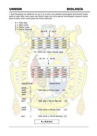 UNMSM BIOLOGÍA
¿ Qué fenotipos se obtienen en la F2 al cruzar una planta homocigote dominante tanto
para el tallo alto como para las flores rojas con otra planta homocigote recesivo tanto
para el tallo corto como para las flores blancas?
A = Tallo alto
a = Tallo corto
R = Flores rojas
R = Flores blancas
AA R R x aa rr
ar Ar ar ar
AR AaRr AaRr AaRr AaRr
AR AaRr AaRr AaRr AaRr
AR AaRr AaRr AaRr AaRr
AR AaRr AaRr AaRr AaRr
F1: 100% de tallo y flores rojas
Aa Rr x Aa Rr
AR Ar aR ar
AR AARR AARr AaRR AaRr
Ar AARr AArr AaRr Aarr
aR AaRR AaRr aaRR aaRr
ar AaRr Aarr aaRr aarr
GENOTIPOS FENOTIPOS
AARR
AARr Tallo alto y Flores rojas (9)
AaRR
AaRr
AArr
Aarr Tallo alto y Flores blancas (3)
aaRR
aaRR Tallo corto y Flores rojas (3)
aarr } Tallo corto y Flores blancas (1)
F2: 9:3:3:1
 