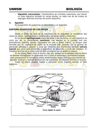 UNMSM BIOLOGÍA
o Digestión extracelular: Característica de animales superiores, que tienen
un tubo digestivo dividido en varias partes, en cada una de las cuales se
segregan distintas enzimas de acción específica.
3. Egestión
Es la expulsión de sustancias no absorbidas o no digeridas
SISTEMA DIGESTIVO DE LOS PECES
Desde el punto de vista de la naturaleza de su esqueleto se consideran dos
clases de peces: cartilaginosos o condrictios y los peces óseos u osteíctios.
En los peces cartilaginosos como los tollos y los tiburones, el tubo digestivo es
corto por ser su alimentación carnívora. Los dientes en la cavidad oral son
homodontos (dientes iguales dispuestos en una o doble hilera), la lengua esta
formada por un repliegue de tejido de la mucosa oral. Carecen por lo general de
glándulas salivales y poseen a nivel del intestino una membrana llamada válvula
espiral que sirve para aumentar la superficie de absorción a nivel del intestino. El
intestino termina en la cloaca que se abre al exterior por la abertura cloacal.
En los peces óseos como el bonito, lisa, etc. poseen en la cavidad oraluna hilera
de dientes homodontos en la cavidad oral y entre el estómago y el intestino poseen
unas proyecciones a manera de dedos denominados ciegos pilóricos cuya función es
secretar enzimas y realizar la absorción de nutrientes. El intestino termina en el ano.
Todos los peces poseen hígado y páncreas como órganos anexos al tubo
digestivo.
 