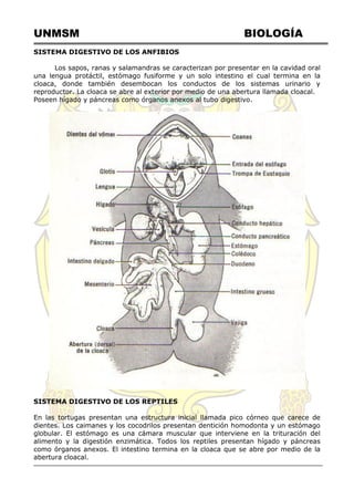 UNMSM BIOLOGÍA
SISTEMA DIGESTIVO DE LOS ANFIBIOS
Los sapos, ranas y salamandras se caracterizan por presentar en la cavidad oral
una lengua protáctil, estómago fusiforme y un solo intestino el cual termina en la
cloaca, donde también desembocan los conductos de los sistemas urinario y
reproductor. La cloaca se abre al exterior por medio de una abertura llamada cloacal.
Poseen hígado y páncreas como órganos anexos al tubo digestivo.
SISTEMA DIGESTIVO DE LOS REPTILES
En las tortugas presentan una estructura inicial llamada pico córneo que carece de
dientes. Los caimanes y los cocodrilos presentan dentición homodonta y un estómago
globular. El estómago es una cámara muscular que interviene en la trituración del
alimento y la digestión enzimática. Todos los reptiles presentan hígado y páncreas
como órganos anexos. El intestino termina en la cloaca que se abre por medio de la
abertura cloacal.
 