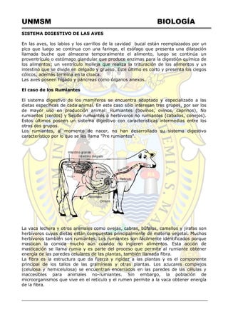 UNMSM BIOLOGÍA
SISTEMA DIGESTIVO DE LAS AVES
En las aves, los labios y los carrillos de la cavidad bucal están reemplazados por un
pico que luego se continua con una faringe, el esófago que presenta una dilatación
llamada buche que almacena temporalmente el alimento, luego se continúa un
proventrículo o estómago glandular que produce enzimas para la digestión química de
los alimentos; un ventrículo molleja que realiza la trituración de los alimentos y un
intestino que se divide en delgado y grueso. Este último es corto y presenta los ciegos
cólicos, además termina en la cloaca.
Las aves poseen hígado y páncreas como órganos anexos.
El caso de los Rumiantes
El sistema digestivo de los mamíferos se encuentra adaptado y especializado a las
dietas específicas de cada animal. En este caso sólo interesan tres grupos, por ser los
de mayor uso en producción animal: Rumiantes (bovinos, ovinos, caprinos), No
rumiantes (cerdos) y Seudo rumiantes o herbívoros no rumiantes (caballos, conejos).
Estos últimos poseen un sistema digestivo con características intermedias entre los
otros dos grupos.
Los rumiantes, al momento de nacer, no han desarrollado su sistema digestivo
característico por lo que se les llama "Pre rumiantes".
La vaca lechera y otros animales como ovejas, cabras, búfalos, camellos y jirafas son
herbívoros cuyas dietas están compuestas principalmente de materia vegetal. Muchos
herbívoros también son rumiantes. Los rumiantes son fácilmente identificados porque
mastican la comida mucho aún cuando no ingieren alimentos. Esta acción de
masticación se llama rumia y es parte del proceso que permite al rumiante obtener
energía de las paredes celulares de las plantas, también llamada fibra.
La fibra es la estructura que da fuerza y rigidez a las plantas y es el componente
principal de los tallos de las gramíneas y otras plantas. Los azucares complejos
(celulosa y hemicelulosa) se encuentran encerrados en las paredes de las células y
inaccesibles para animales no-rumiantes. Sin embargo, la población de
microorganismos que vive en el retículo y el rumen permite a la vaca obtener energía
de la fibra.
 