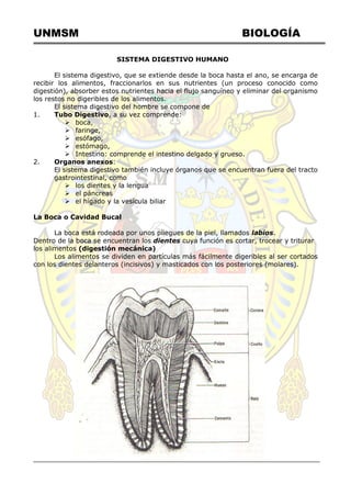 UNMSM BIOLOGÍA
SISTEMA DIGESTIVO HUMANO
El sistema digestivo, que se extiende desde la boca hasta el ano, se encarga de
recibir los alimentos, fraccionarlos en sus nutrientes (un proceso conocido como
digestión), absorber estos nutrientes hacia el flujo sanguíneo y eliminar del organismo
los restos no digeribles de los alimentos.
El sistema digestivo del hombre se compone de
1. Tubo Digestivo, a su vez comprende:
 boca,
 faringe,
 esófago,
 estómago,
 Intestino: comprende el intestino delgado y grueso.
2. Organos anexos:
El sistema digestivo también incluye órganos que se encuentran fuera del tracto
gastrointestinal, como
 los dientes y la lengua
 el páncreas
 el hígado y la vesícula biliar
La Boca o Cavidad Bucal
La boca está rodeada por unos pliegues de la piel, llamados labios.
Dentro de la boca se encuentran los dientes cuya función es cortar, trocear y triturar
los alimentos (digestión mecánica)
Los alimentos se dividen en partículas más fácilmente digeribles al ser cortados
con los dientes delanteros (incisivos) y masticados con los posteriores (molares).
 