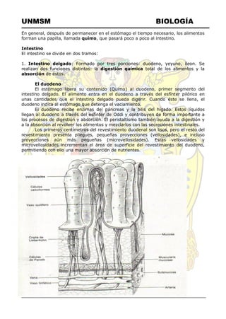 UNMSM BIOLOGÍA
En general, después de permanecer en el estómago el tiempo necesario, los alimentos
forman una papilla, llamada quimo, que pasará poco a poco al intestino.
Intestino
El intestino se divide en dos tramos:
1. Intestino delgado: Formado por tres porciones: duodeno, yeyuno, íleon. Se
realizan dos funciones distintas: la digestión química total de los alimentos y la
absorción de éstos.
El duodeno
El estómago libera su contenido (Quimo) al duodeno, primer segmento del
intestino delgado. El alimento entra en el duodeno a través del esfínter pilórico en
unas cantidades que el intestino delgado pueda digerir. Cuando éste se llena, el
duodeno indica al estómago que detenga el vaciamiento.
El duodeno recibe enzimas del páncreas y la bilis del hígado. Estos líquidos
llegan al duodeno a través del esfínter de Oddi y contribuyen de forma importante a
los procesos de digestión y absorción. El peristaltismo también ayuda a la digestión y
a la absorción al revolver los alimentos y mezclarlos con las secreciones intestinales.
Los primeros centímetros del revestimiento duodenal son lisos, pero el resto del
revestimiento presenta pliegues, pequeñas proyecciones (vellosidades), e incluso
proyecciones aún más pequeñas (microvellosidades). Estas vellosidades y
microvellosidades incrementan el área de superficie del revestimiento del duodeno,
permitiendo con ello una mayor absorción de nutrientes.
 