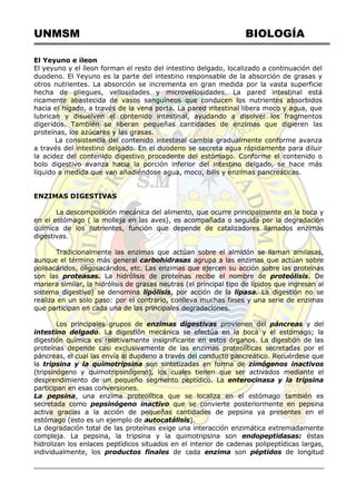 UNMSM BIOLOGÍA
El Yeyuno e ileon
El yeyuno y el íleon forman el resto del intestino delgado, localizado a continuación del
duodeno. El Yeyuno es la parte del intestino responsable de la absorción de grasas y
otros nutrientes. La absorción se incrementa en gran medida por la vasta superficie
hecha de pliegues, vellosidades y microvellosidades. La pared intestinal está
ricamente abastecida de vasos sanguíneos que conducen los nutrientes absorbidos
hacia el hígado, a través de la vena porta. La pared intestinal libera moco y agua, que
lubrican y disuelven el contenido intestinal, ayudando a disolver los fragmentos
digeridos. También se liberan pequeñas cantidades de enzimas que digieren las
proteínas, los azúcares y las grasas.
La consistencia del contenido intestinal cambia gradualmente conforme avanza
a través del intestino delgado. En el duodeno se secreta agua rápidamente para diluir
la acidez del contenido digestivo procedente del estómago. Conforme el contenido o
bolo digestivo avanza hacia la porción inferior del intestino delgado, se hace más
líquido a medida que van añadiéndose agua, moco, bilis y enzimas pancreáticas.
ENZIMAS DIGESTIVAS
La descomposición mecánica del alimento, que ocurre principalmente en la boca y
en el estómago ( la molleja en las aves), es acompañada o seguida por la degradación
química de los nutrientes, función que depende de catalizadores llamados enzimas
digestivas.
Tradicionalmente las enzimas que actúan sobre el almidón se llaman amilasas,
aunque el término más general carbohidrasas agrupa a las enzimas que actúan sobre
polisacáridos, oligosacáridos, etc. Las enzimas que ejercen su acción sobre las proteínas
son las proteasas. La hidrólisis de proteínas recibe el nombre de proteólisis. De
manera similar, la hidrólisis de grasas neutras (el principal tipo de lípidos que ingresan al
sistema digestivo) se denomina lipólisis, por acción de la lipasa. La digestión no se
realiza en un solo paso: por el contrario, conlleva muchas fases y una serie de enzimas
que participan en cada una de las principales degradaciones.
Los principales grupos de enzimas digestivas provienen del páncreas y del
intestino delgado. La digestión mecánica se efectúa en la boca y el estómago; la
digestión química es relativamente insignificante en estos órganos. La digestión de las
proteínas depende casi exclusivamente de las enzimas proteolíticas secretadas por el
páncreas, el cual las envía al duodeno a través del conducto pancreático. Recuérdese que
la tripsina y la quimotripsina son sintetizadas en forma de zimógenos inactivos
(tripsinógeno y quimotripsinógeno), los cuales tienen que ser activados mediante el
desprendimiento de un pequeño segmento peptídico. La enterocinasa y la tripsina
participan en esas conversiones.
La pepsina, una enzima proteolítica que se localiza en el estómago también es
secretada como pepsinógeno inactivo que se convierte posteriormente en pepsina
activa gracias a la acción de pequeñas cantidades de pepsina ya presentes en el
estómago (esto es un ejemplo de autocatálisis).
La degradación total de las proteínas exige una interacción enzimática extremadamente
compleja. La pepsina, la tripsina y la quimotripsina son endopeptidasas: éstas
hidrolizan los enlaces peptídicos situados en el interior de cadenas polipeptídicas largas,
individualmente, los productos finales de cada enzima son péptidos de longitud
 