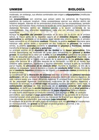 UNMSM BIOLOGÍA
moderada, sin embargo, sus efectos combinados dan origen a oligopéptidos (moléculas
de cadena corta).
Las exopeptidasas son enzimas que actúan sobre los extremos de fragmentos
peptídicos de cualquier longitud.. Estas exopeptidasas ejercen sus efectos dentro del
intestino delgado. Además de los aminoácidos producidos por las exopeptidasas, también
se forman aminoácidos libres mediante la acción de varias dipeptidasas que hidrolizan los
dipéptidos formados dentro del intestino gracias a la acción combinada de las
endopeptidasas. Hay diferentes dipeptidasas, cada una con afinidad hacia dipéptidos
específicos.
Aunque la digestión del almidón comienza en la boca con la acción de la amilasa
salival, la mayor parte de su digestión ocurre en el intestino delgado. La amilasa
pancreática es secretada en el duodeno, lugar donde esta enzima degrada el almidón
hasta convertirlo en el disacárido maltosa. Después, la enzima maltasa interviene para
hidrolizar este azúcar doble y convertirlo en dos moléculas de glucosa. De manera
similar, la enzima sacarasa convierte la sacarosa en glucosa y fructuosa, lactasa
transforma la lactosa en glucosa y galactosa.
La principal enzima en la digestión de los lípidos es la lipasa pancreática. Esta
enzima descompone las moléculas de grasa para convertirlas en glicerol y ácidos
grasos. Es auxiliada en su labor por la bilis, la cual emulsifica (solubiliza) las grasas en
forma de pequeños glóbulos, con lo que aumenta el área superficial disponible. La
bilis es producida por el hígado como parte de la destrucción de los glóbulos rojos,
cuyas vida termina 90 a 120 días después de su formación. La bilis es un líquido que
contiene sales complejas, pigmentos y algunos esteroides. Aunque la bilis es secretada
por el hígado, se almacena en la vesícula biliar. Durante la digestión, la bilis de la
vesícula es expulsada hacia el duodeno a través del conducto biliar común, formando
por el conducto hepático proveniente del hígado y el conducto cístico proveniente de
la vesícula biliar.
La coordinación de la liberación de enzimas está bajo el control del sistema nervioso
autónomo y de una variedad de hormonas producidas dentro del sistema digestivo; de
está manera existe una mayor eficiencia digestiva. El principal tronco nervioso inductor
de las respuestas digestivas (contracciones musculares de los órganos digestivos y
liberación de enzimas) es el nervio vago del sistema nervioso simpático. Como regla, la
estimulación nerviosa es más acentuada en el extremo anterior del sistema
digestivo, en tanto que la acción hormonal es más importante en el nivel gástrico y
se relaciona principalmente con la conducción de jugos digestivos hacia el intestino.
En este tramo desembocan el conducto colédoco, que segrega la bilis; el conducto
pancreático que segrega el jugo pancreático. Además en las paredes de la mucosa
intestinal existen otras glándulas como las Glándulas de Brünner que segregan mucus
y las glándulas de Lieberkühn, que segregan jugo intestinal.
El resultado de la acción de estos jugos es conseguir que los glúcidos se transformen
en monosacáridos, las grasas se rompan en ácidos grasos y glicerina, y las
proteinas se rompan en aminoácidos.
 