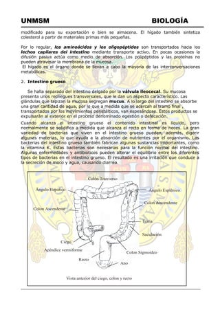 UNMSM BIOLOGÍA
Ángulo Esplénico
Colon descendente
Tenia
Saculación
Colon Sigmoideo
Ano
Recto
Apéndice vermiforme
Ciego
Colon Ascendente
Ángulo Hepático
Colón Tranverso
Vista anterior del ciego, colon y recto
modificado para su exportación o bien se almacena. El hígado también sintetiza
colesterol a partir de materiales primas más pequeñas.
Por lo regular, los aminoácidos y los oligopéptidos son transportados hacia los
lechos capilares del intestino mediante transporte activo. En pocas ocasiones la
difusión pasiva actúa como medio de absorción. Los polipéptidos y las proteínas no
pueden atravesar la membrana de la mucosa.
El hígado es el órgano donde se llevan a cabo la mayoría de las interconversaciones
metabólicas.
2. Intestino grueso
Se halla separado del intestino delgado por la válvula ileocecal. Su mucosa
presenta unos repliegues transversales, que le dan un aspecto característico. Las
glándulas que tapizan la mucosa segregan mucus. A lo largo del intestino se absorbe
una gran cantidad de agua, por lo que a medida que se acercan al tramo final ,
transportados por los movimientos peristálticos, van espesándose. Estos productos se
expulsarán al exterior en el proceso denominado egestión o defecación.
Cuando alcanza el intestino grueso el contenido intestinal es líquido, pero
normalmente se solidifica a medida que alcanza el recto en forma de heces. La gran
variedad de bacterias que viven en el intestino grueso pueden, además, digerir
algunas materias, lo que ayuda a la absorción de nutrientes por el organismo. Las
bacterias del intestino grueso también fabrican algunas sustancias importantes, como
la vitamina K. Estas bacterias son necesarias para la función normal del intestino.
Algunas enfermedades y antibióticos pueden alterar el equilibrio entre los diferentes
tipos de bacterias en el intestino grueso. El resultado es una irritación que conduce a
la secreción de moco y agua, causando diarrea.
 