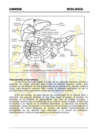 UNMSM BIOLOGÍA
Lóbulo
izquierdo
Conducto
hepático izquierdo
Conducto hepático derecho
Conducto hepático común
Conducto cístico
 Piloro
Cuerpo
Cola
Acino
pancreático

Jugo
pancreático
Angulo
de Treitz
Yeyuno
Arteria y vena
mesentérica
Conducto
de Wirsung
Ampolla
de Vater
Conducto de
Santorini
Corúncula
Mayor
Corúncula
Menor
Conducto
colédoco
Vesícula
bibiar
Ligamento
redondo
Lóbulo
derecho
D U O
D
E
N
O
El páncreas y su relación con el duodeno y el higado
Vesícula biliar y vías biliares
La bilis fluye fuera del hígado a través de los conductos hepáticos derecho e
izquierdo, los cuales confluyen para formar el conducto hepático común. Este
conducto se une después de otro proveniente de la vesícula biliar, llamado conducto
cístico, para formar el conducto biliar común. El conducto pancreático se une al
conducto biliar común justamente cuando éste se vacía en el duodeno.
Entre las comidas, las sales biliares son concentradas en la vesícula biliar y
solamente una pequeña cantidad de bilis fluye desde el hígado. Al penetrar los
alimentos en el duodeno se desencadenan una serie de señales nerviosas y
hormonales que provocan la contracción de la vesícula. Como resultado, la bilis llega
al duodeno y se mezcla con el contenido alimentario. La bilis tiene dos funciones
importantes: ayuda a la digestión y a la absorción de las grasas y es responsable de la
eliminación de ciertos productos de desecho del cuerpo (particularmente la
hemoglobina de los glóbulos rojos destruidos y el exceso de colesterol).
Específicamente, la bilis es responsable de las siguientes acciones:
 