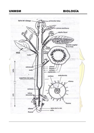 UNMSM BIOLOGÍA
 