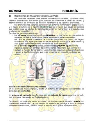UNMSM BIOLOGÍA
II. MECANISMOS DE TRANSPORTE EN LOS ANIMALES
Los animales necesitan unos medios de transporte internos, conocidos como
sistemas circulatorios, que sirven para conducir los nutrientes a todas las células, y
además eliminar los productos de desecho, llevándolos a los sistemas excretores.
Los animales más sencillos carecen de un sistema de transporte especializado,
y el líquido circulante es el líquido intersticial que es el líquido que ocupa los espacios
que existen entre las células. De este líquido toman los nutrientes y a él expulsan sus
productos de excreción.
Este tipo de transporte puede ser:
 Por difusión: como en Celentéreos (FIGURA 1), que toman los nutrientes del
agua por difusión y de la misma forma, expulsan al agua los desechos.
Por eso se puede considerar la cavidad gastrovascular como un órgano
circulatorio y el agua que entra y sale por el único orificio (que hace de boca y
ano) puede considerarse como un esbozo de fluido circulante.
 Por el sistema digestivo: como en Platelmintos(FIGURA 2). El sistema
digestivo posee gran cantidad de ramificaciones intestinales que son las que
realizan la función de transporte. Los nutrientes atraviesan estas ramificaciones
y pasan al líquido intersticial que ya se encuentra en contacto con todas las
células.
(FIGURA 1)
(FIGURA 2)
Sistemas de Transporte especializados
En los animales más complejos, existe un sistema de transporte especializado: los
sistemas circulatorios.
Un sistema circulatorio está formado por un sistema de tubos, abierto o cerrado,
que sirve para transportar un fluido circulante.
Este líquido necesita una fuerza impulsora, un órgano especial llamado corazón con
propiedades contráctiles. La contracción del corazón se propaga a todo el sistema
mediante una onda que, además marca el sentido en el que se mueve el fluido.
 