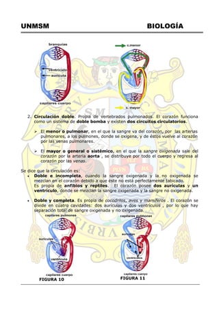 UNMSM BIOLOGÍA
2. Circulación doble. Propia de vertebrados pulmonados. El corazón funciona
como un sistema de doble bomba y existen dos circuitos circulatorios.
 El menor o pulmonar, en el que la sangre va del corazón, por las arterias
pulmonares, a los pulmones, donde se oxigena, y de éstos vuelve al corazón
por las venas pulmonares.
 El mayor o general o sistémico, en el que la sangre oxigenada sale del
corazón por la arteria aorta , se distribuye por todo el cuerpo y regresa al
corazón por las venas.
Se dice que la circulación es:
 Doble e incompleta, cuando la sangre oxigenada y la no oxigenada se
mezclan en el corazón debido a que éste no está perfectamente tabicado.
Es propia de anfibios y reptiles. El corazón posee dos aurículas y un
ventrículo, donde se mezclan la sangre oxigenada y la sangre no oxigenada.
 Doble y completa. Es propia de cocodrilos, aves y mamíferos . El corazón se
divide en cuatro cavidades: dos aurículas y dos ventrículos , por lo que hay
separación total de sangre oxigenada y no oxigenada.
FIGURA 10 FIGURA 11
 