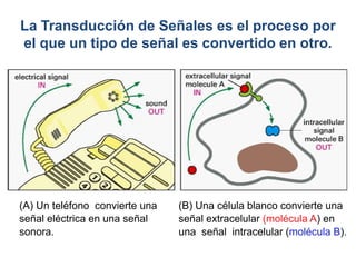 (B) Una célula blanco convierte una
señal extracelular (molécula A) en
una señal intracelular (molécula B).
La Transducción de Señales es el proceso por
el que un tipo de señal es convertido en otro.
(A) Un teléfono convierte una
señal eléctrica en una señal
sonora.
 